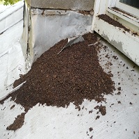 MI bat guano clean out 